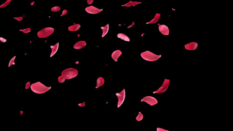 Rose-Petals-floating-and-Falling-animation-with-alpha-channel